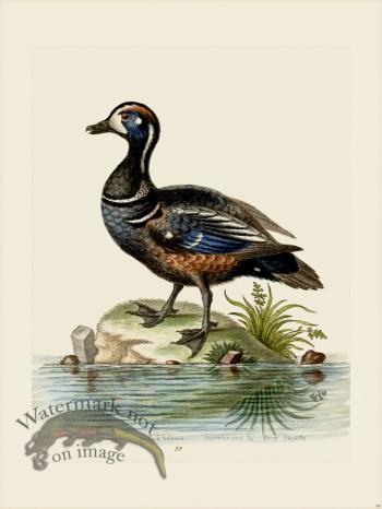 Edwards 099 Dufky and Spotted Duck